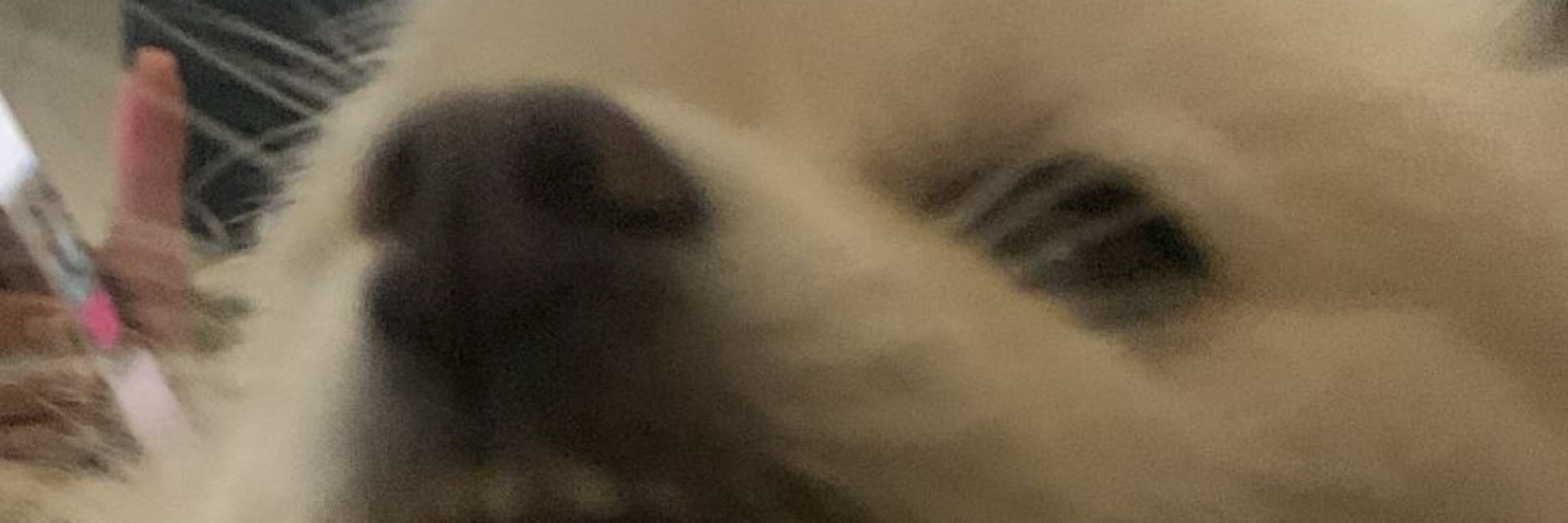 Ju