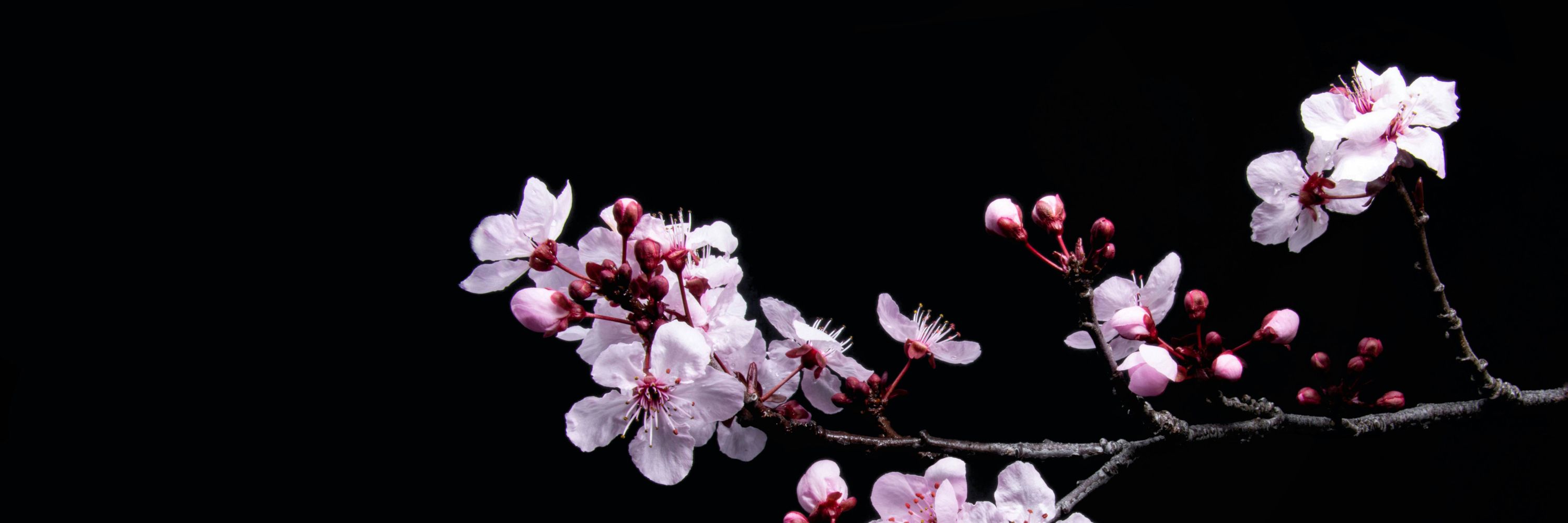 🌿🌸Amaeth🌸🌿
