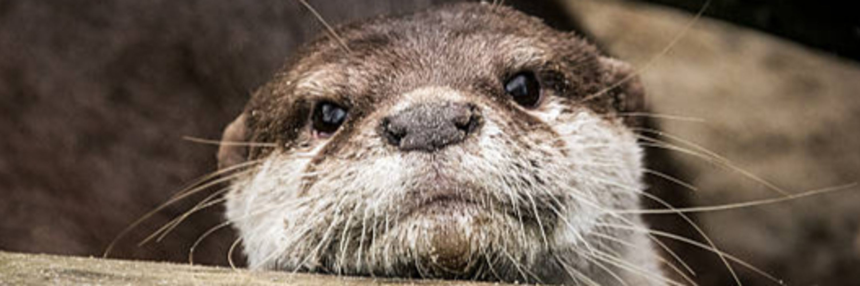 Captain Otter