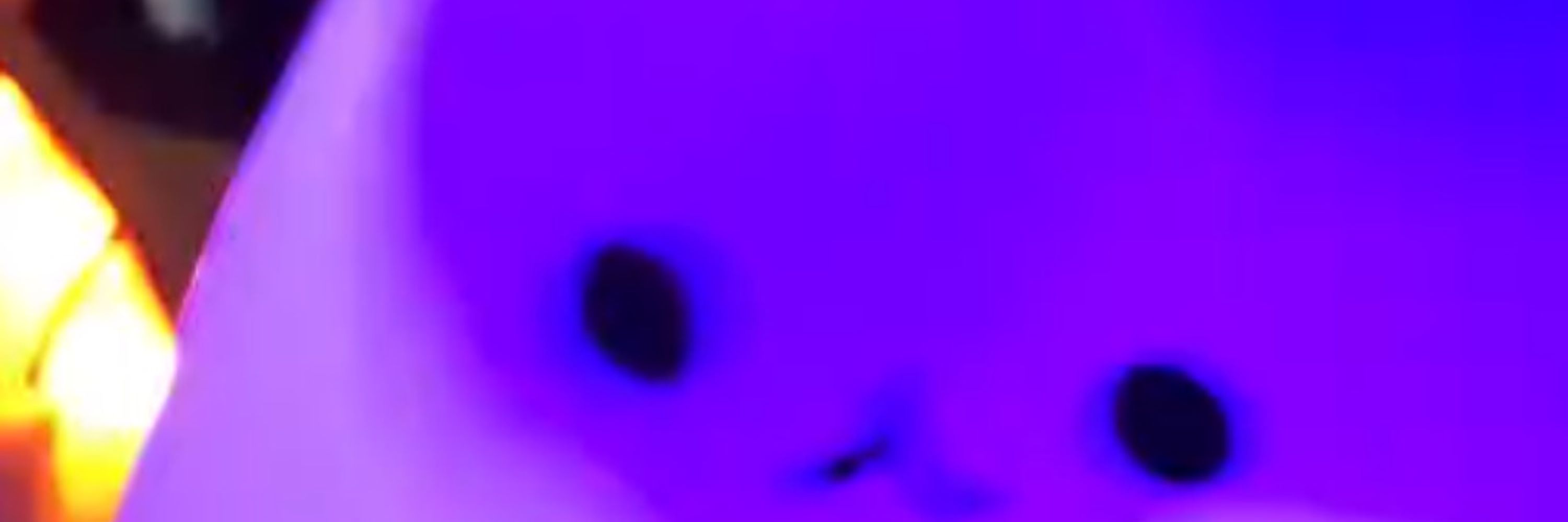 Spore