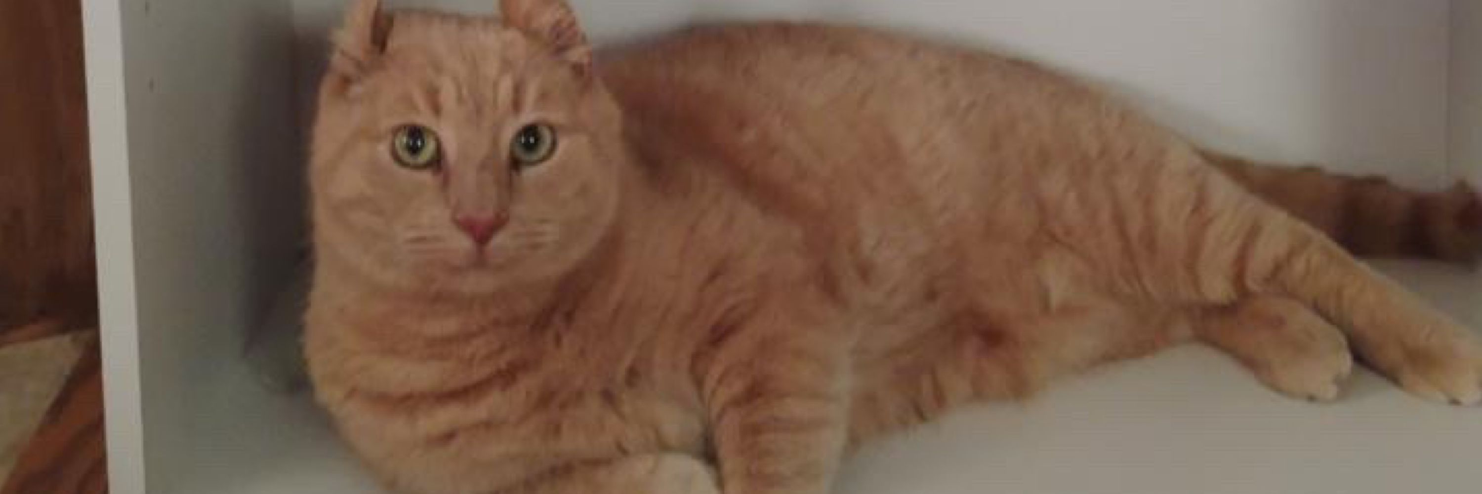 grape(jasper)