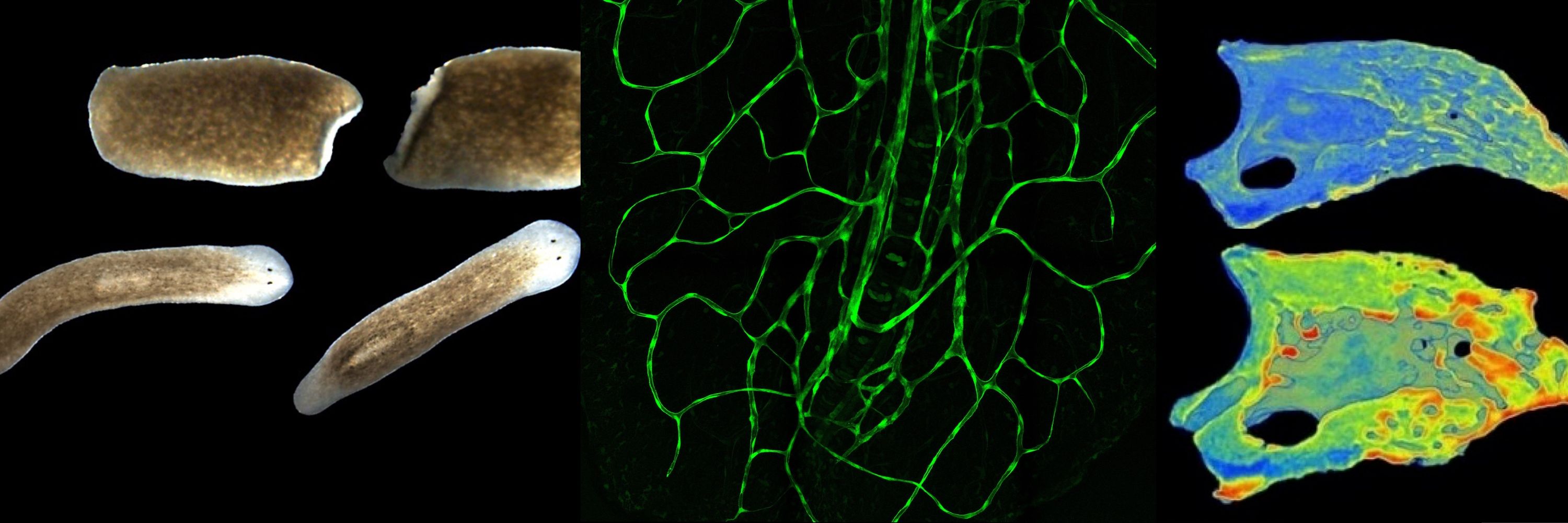 International Society for Regenerative Biology
