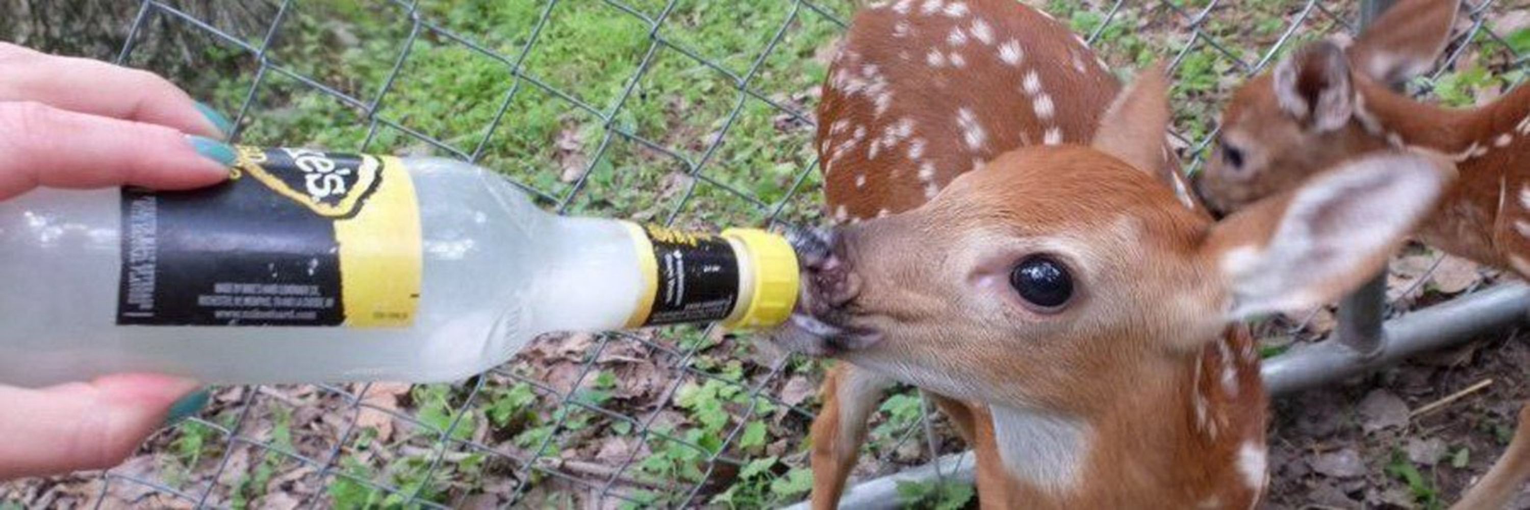 Impala