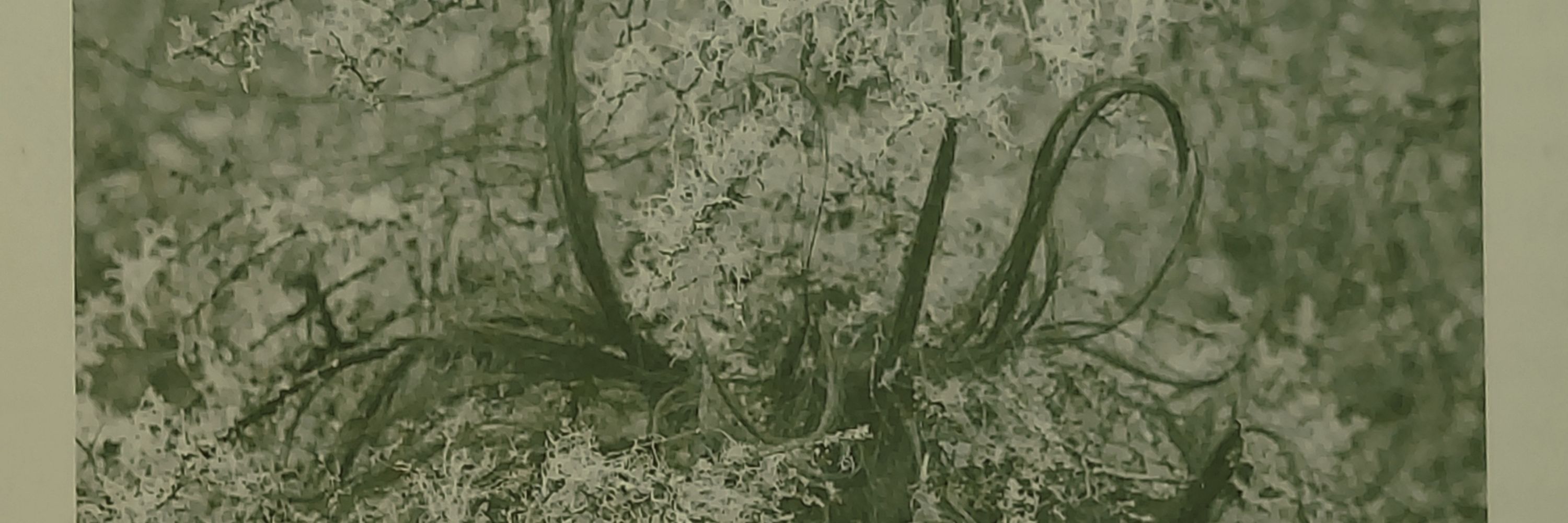 Lithic Records