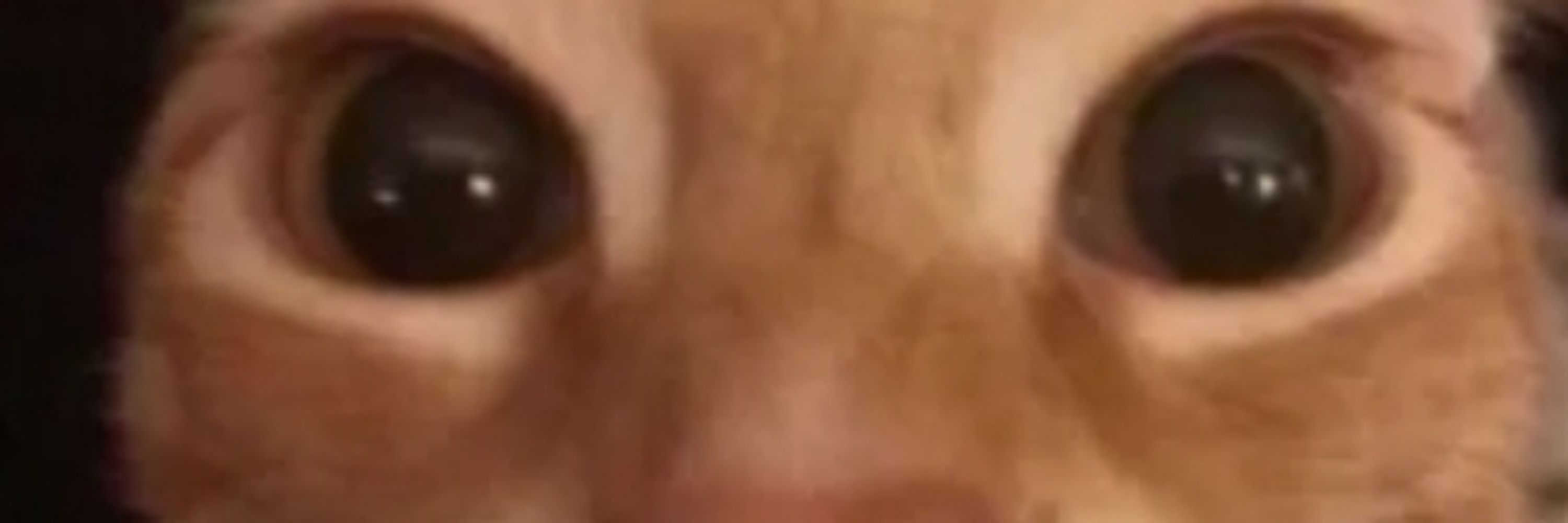 LiterallyNoOne || Fren-Shaped