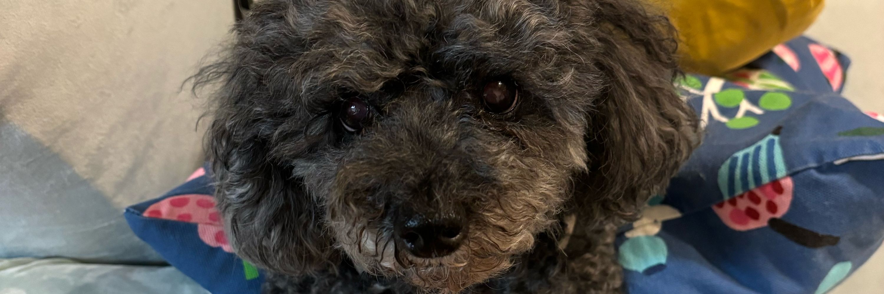 kuma🧸