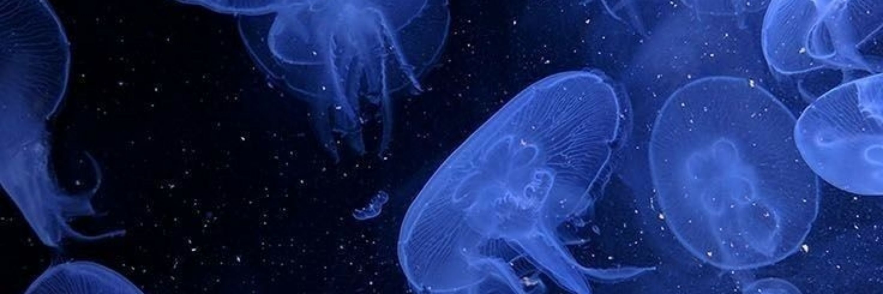 Fuinmerel Jellyfish