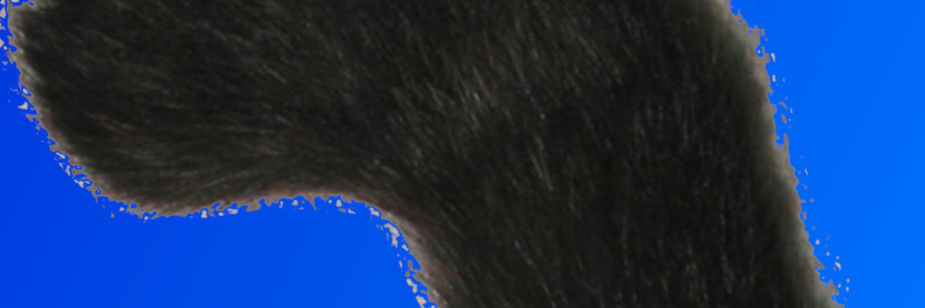 Profile banner