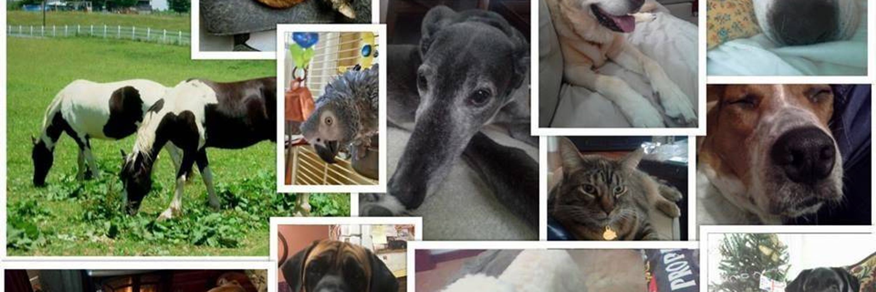 Pet Sitter House Minder LLC