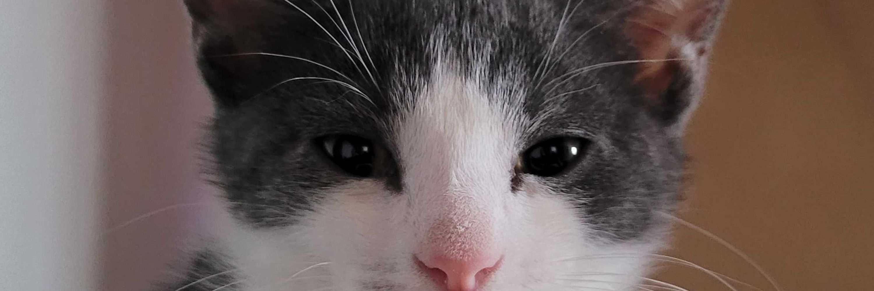 Pepper