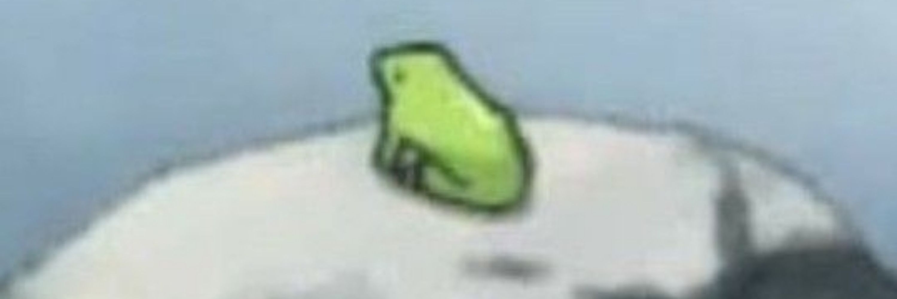 bugi
