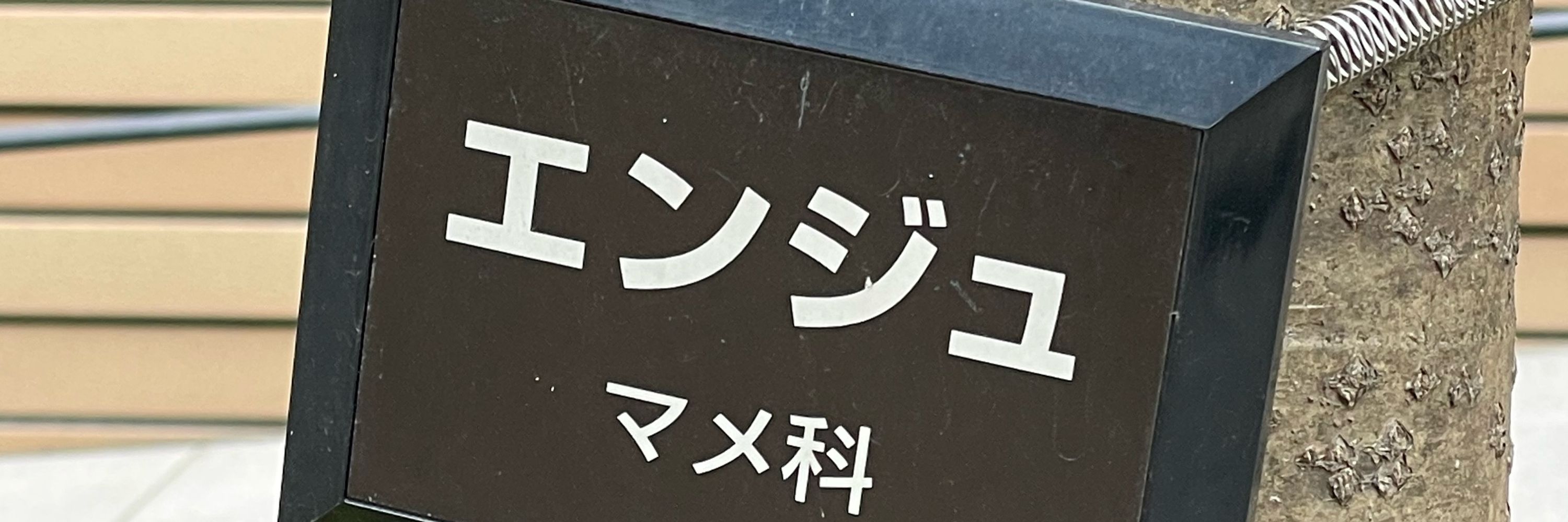 えんじゅ
