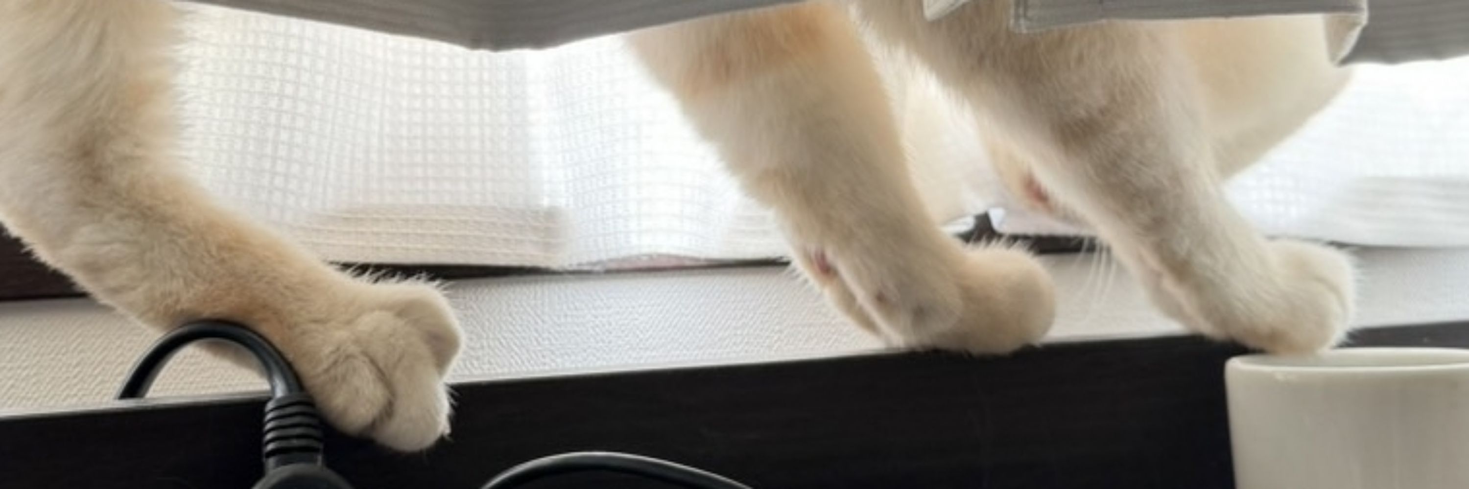 ンャ