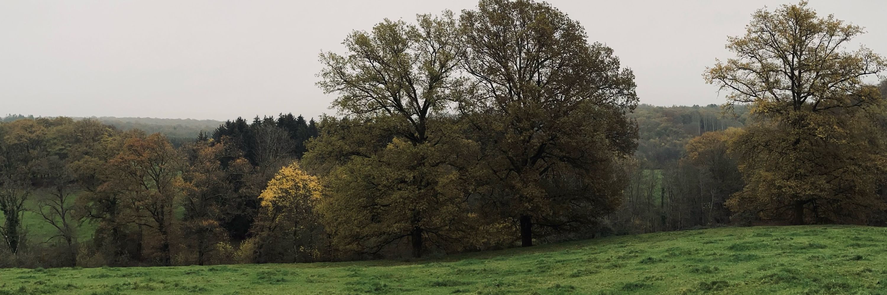 Bas Surmont