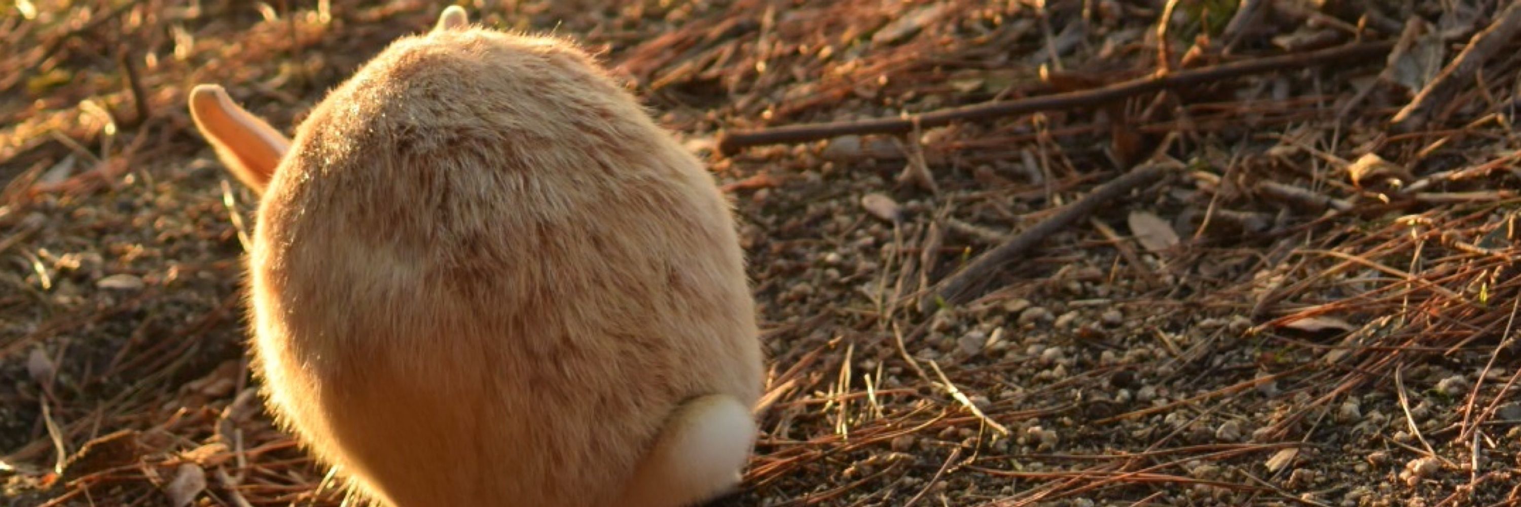 あやべ🐇