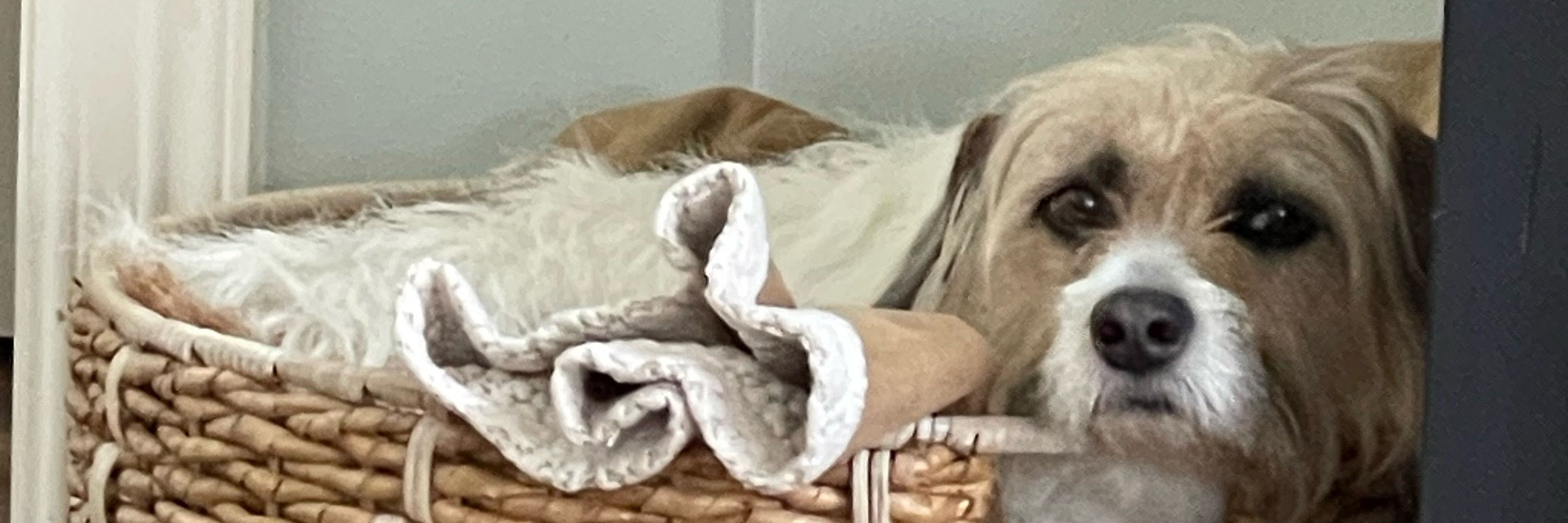 Dilly Dog
