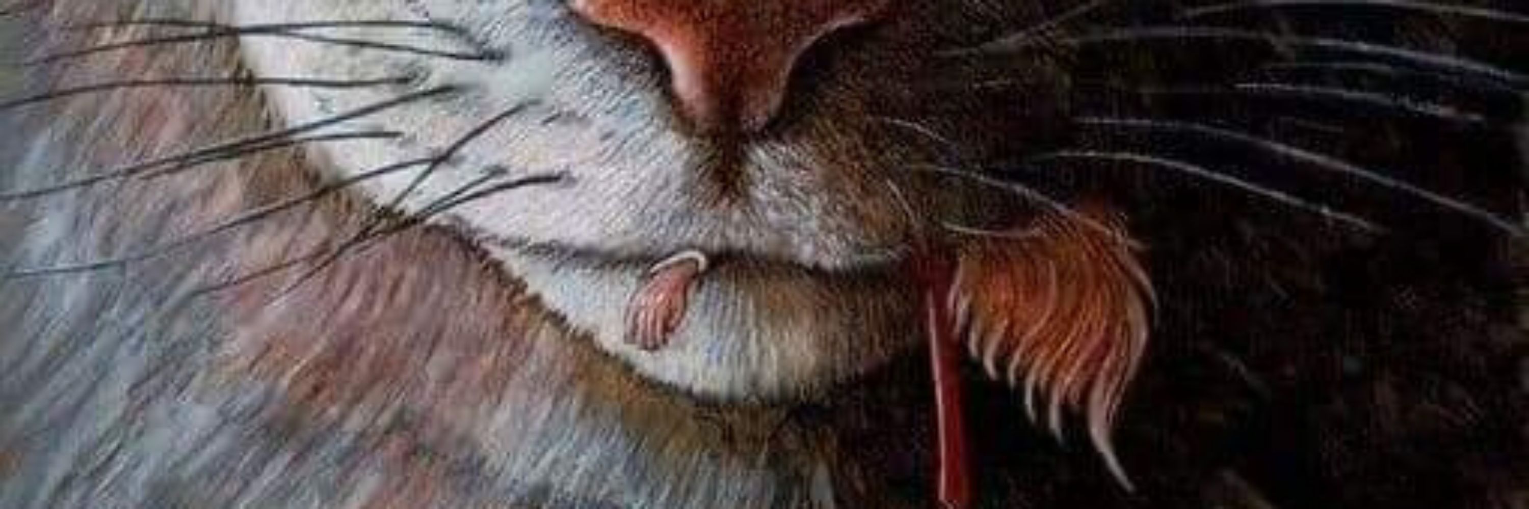 Felis Sylvestris