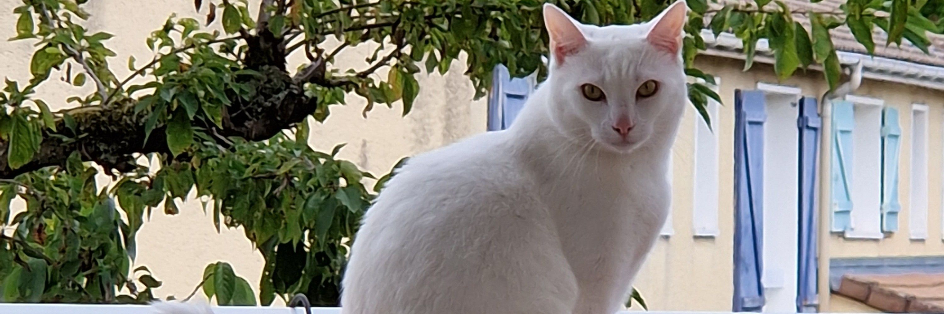 Flocon 🐈🐾 & Sandrine 👱‍♀️