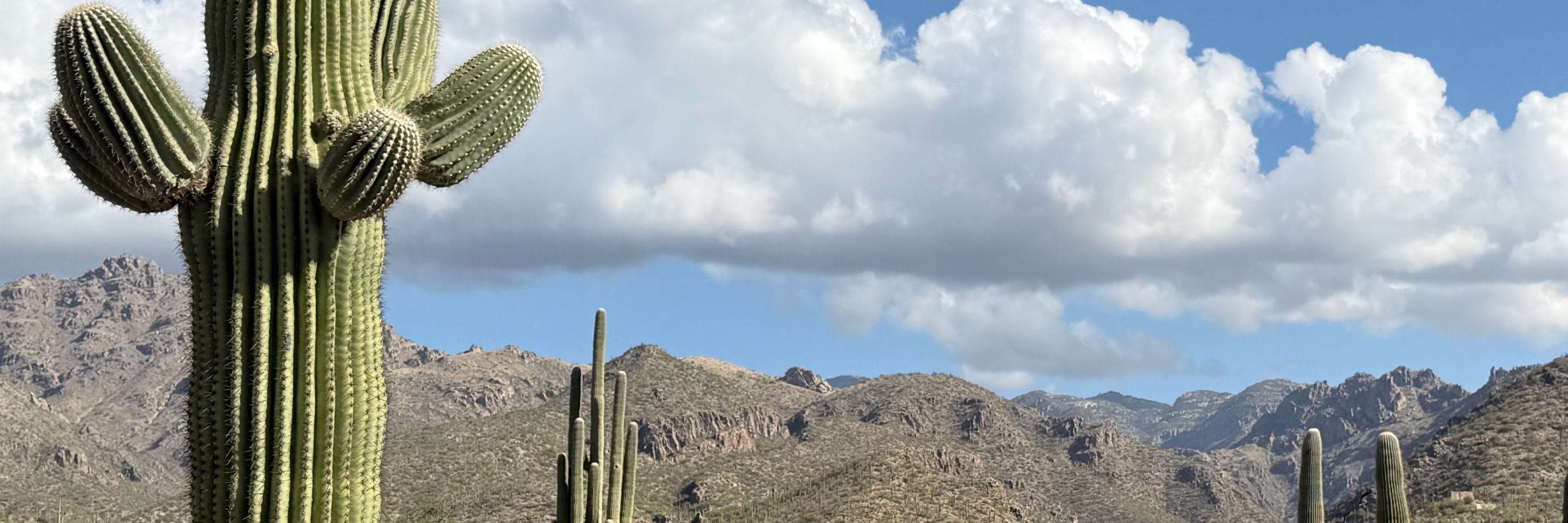 Totally Tucson