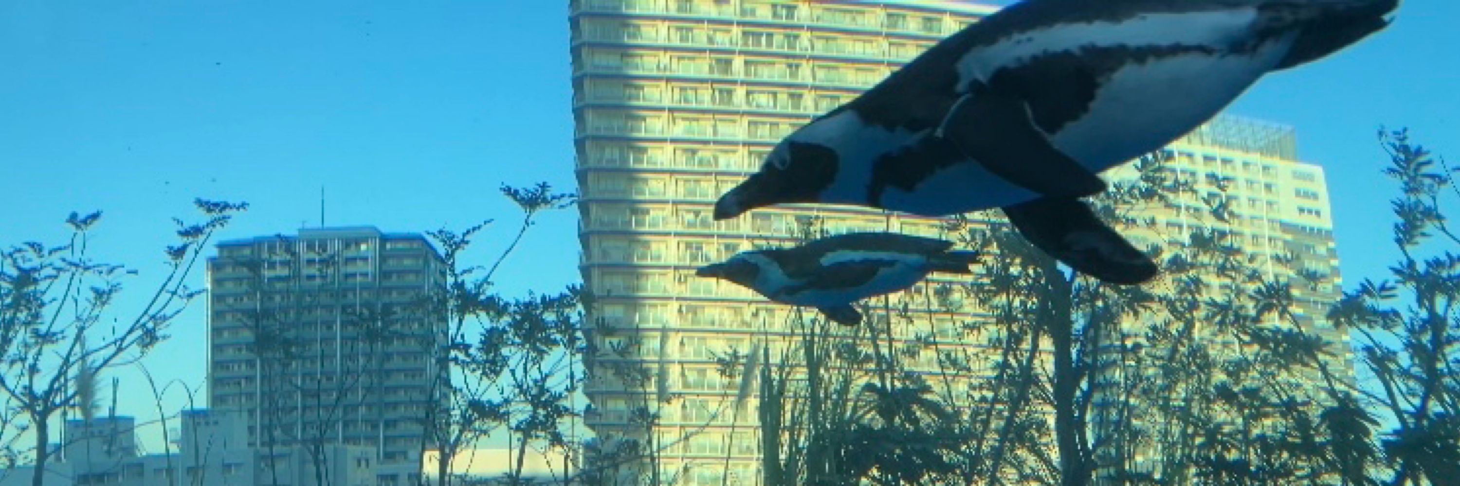 ももペンギン