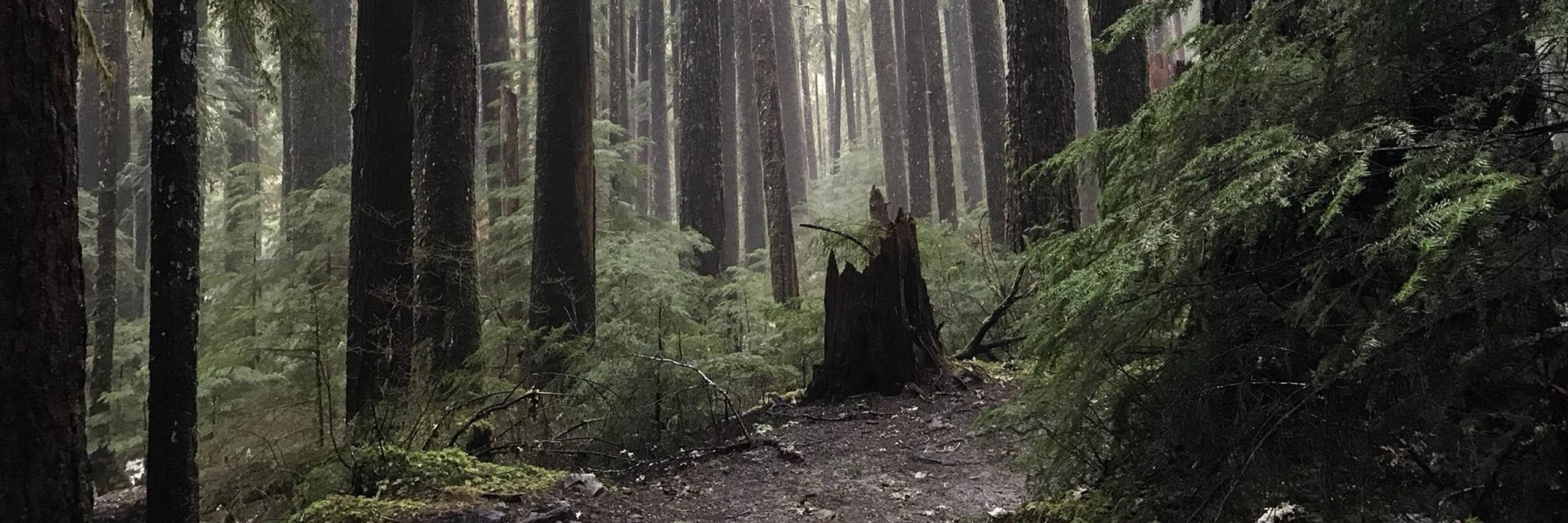 Lushed Leshen