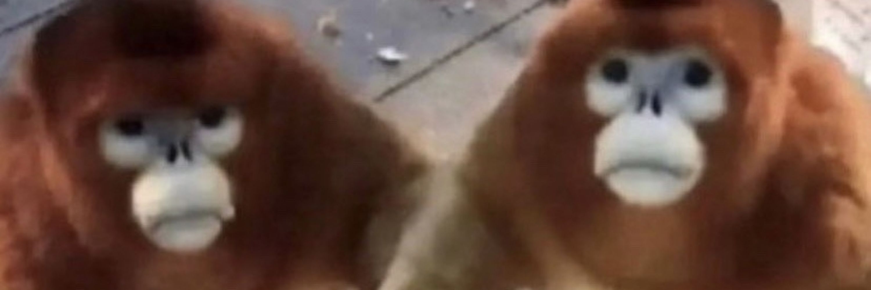PashaRabbit