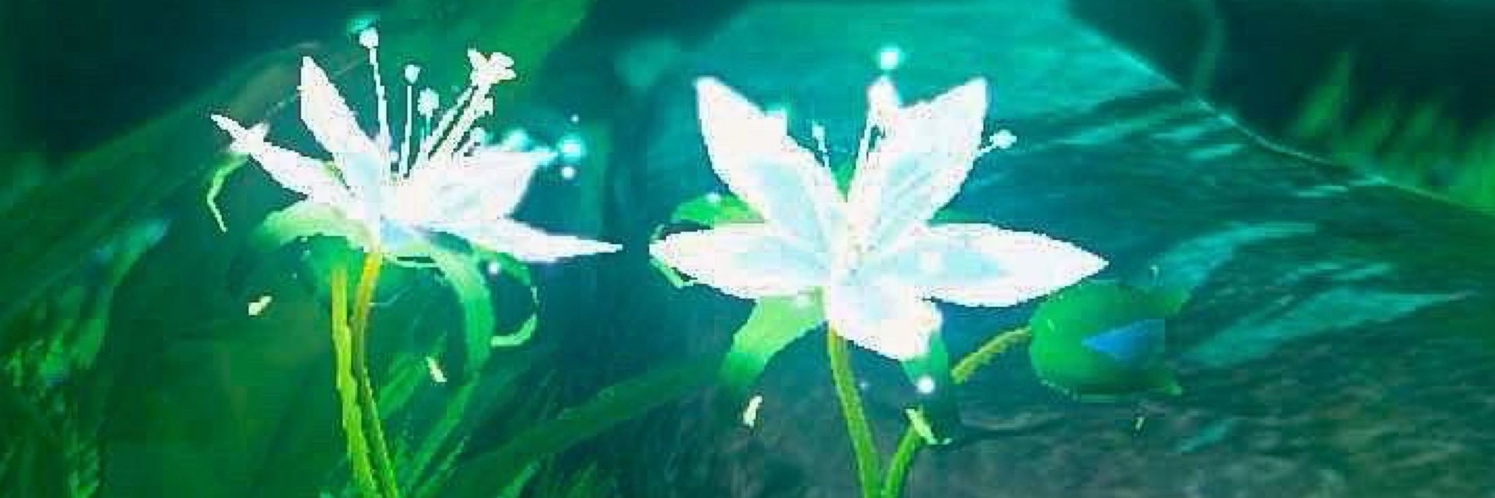 野炊