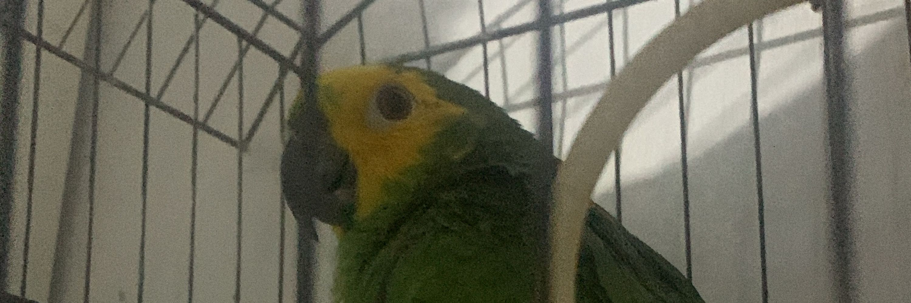 yan 