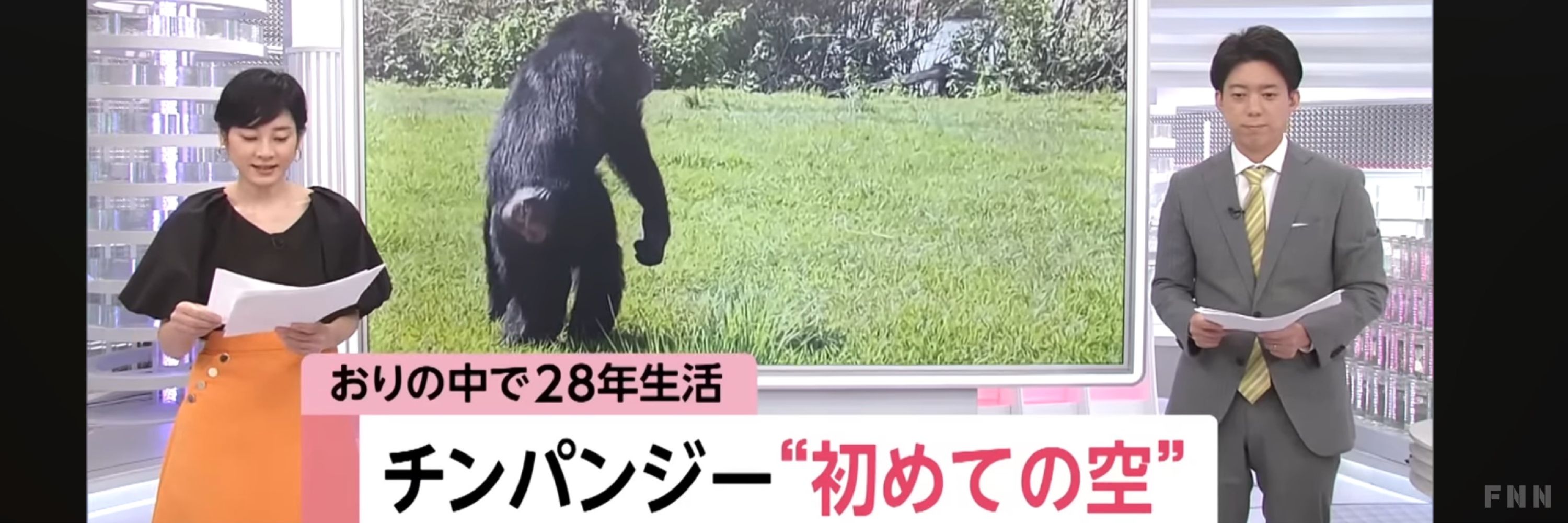 やぶろっこさん