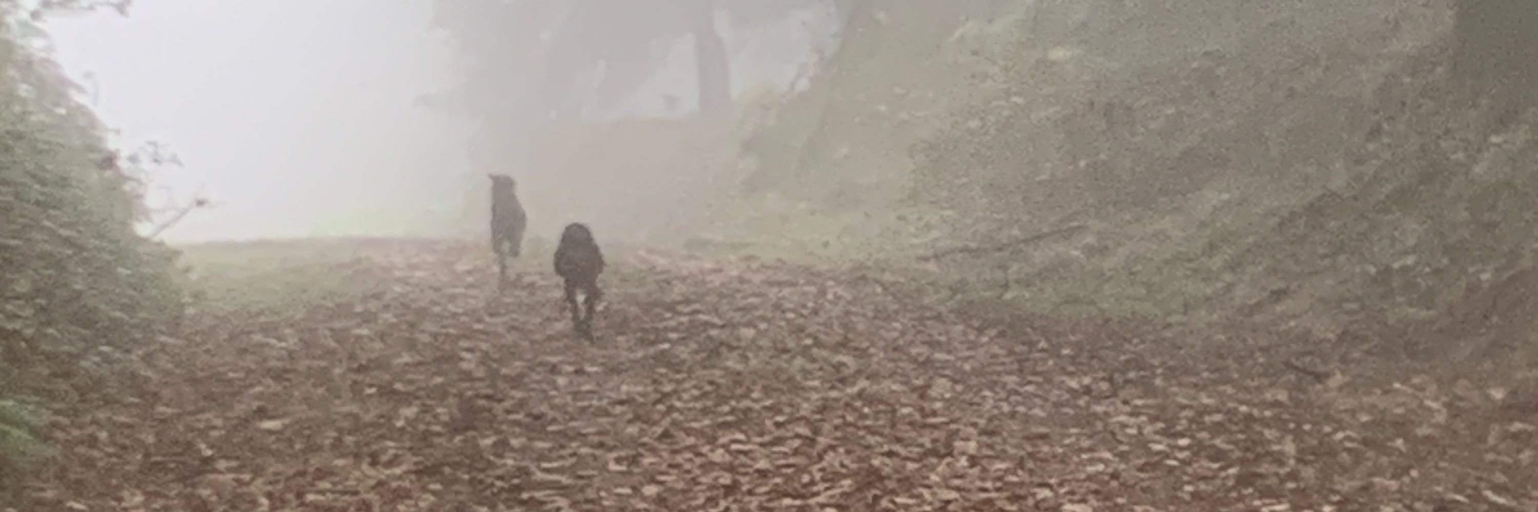 A Stranger Experience