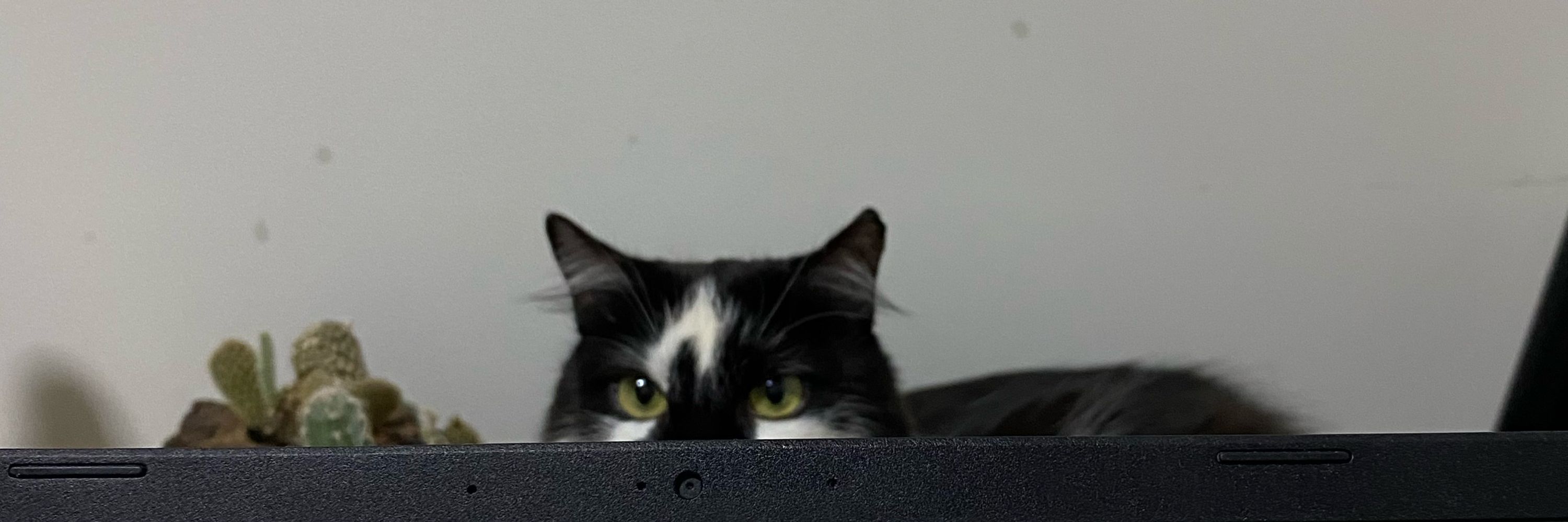sofia