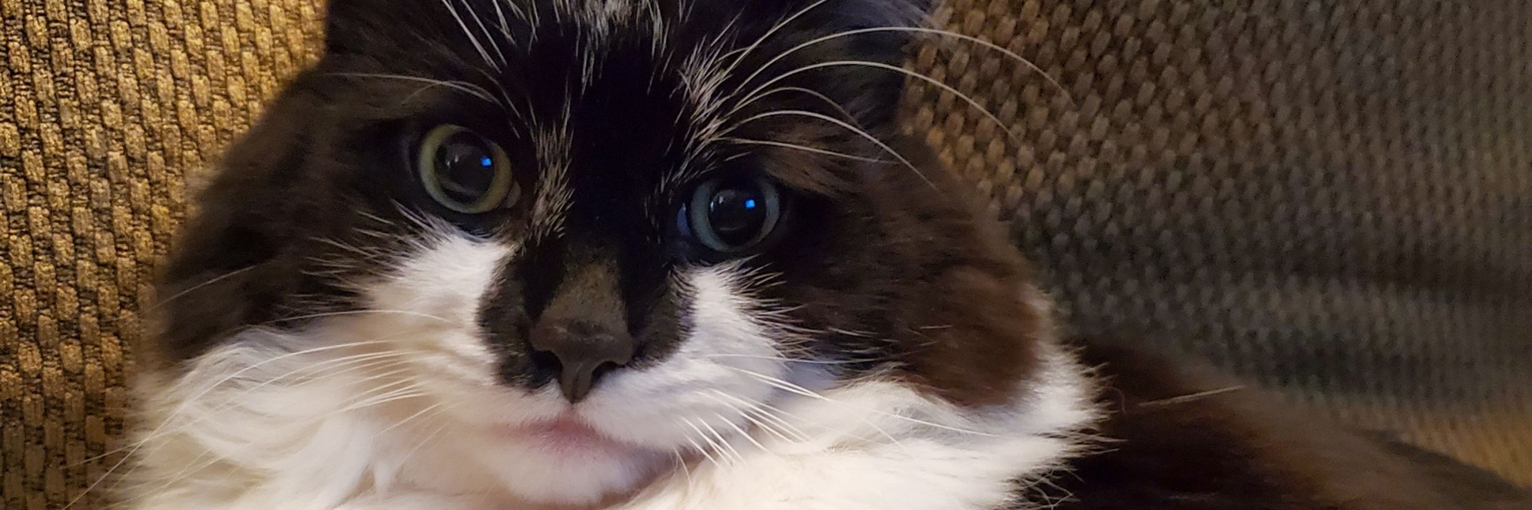 Murky Thecat