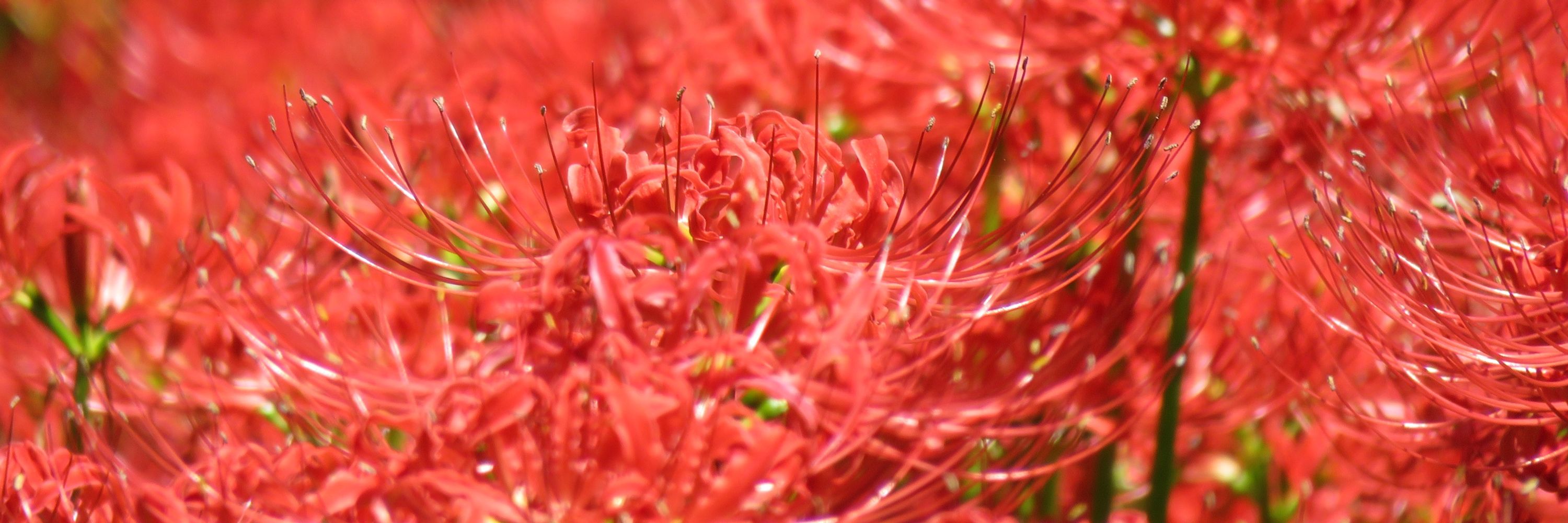 Lycoris