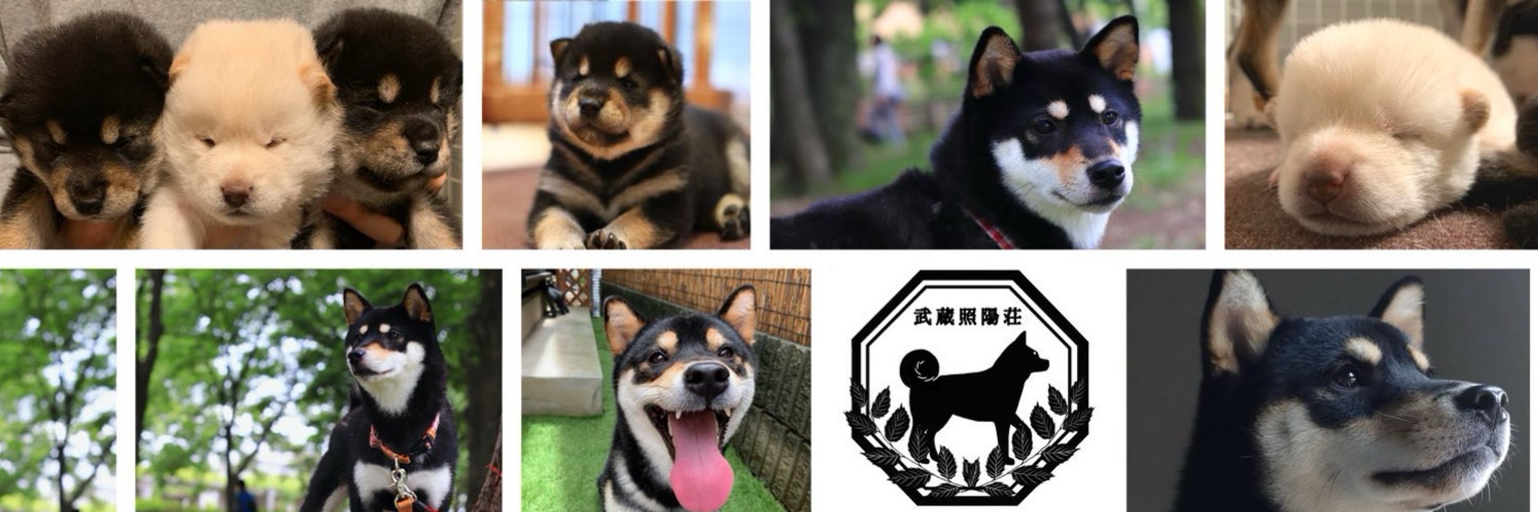 武蔵照陽荘@柴犬専門犬舎