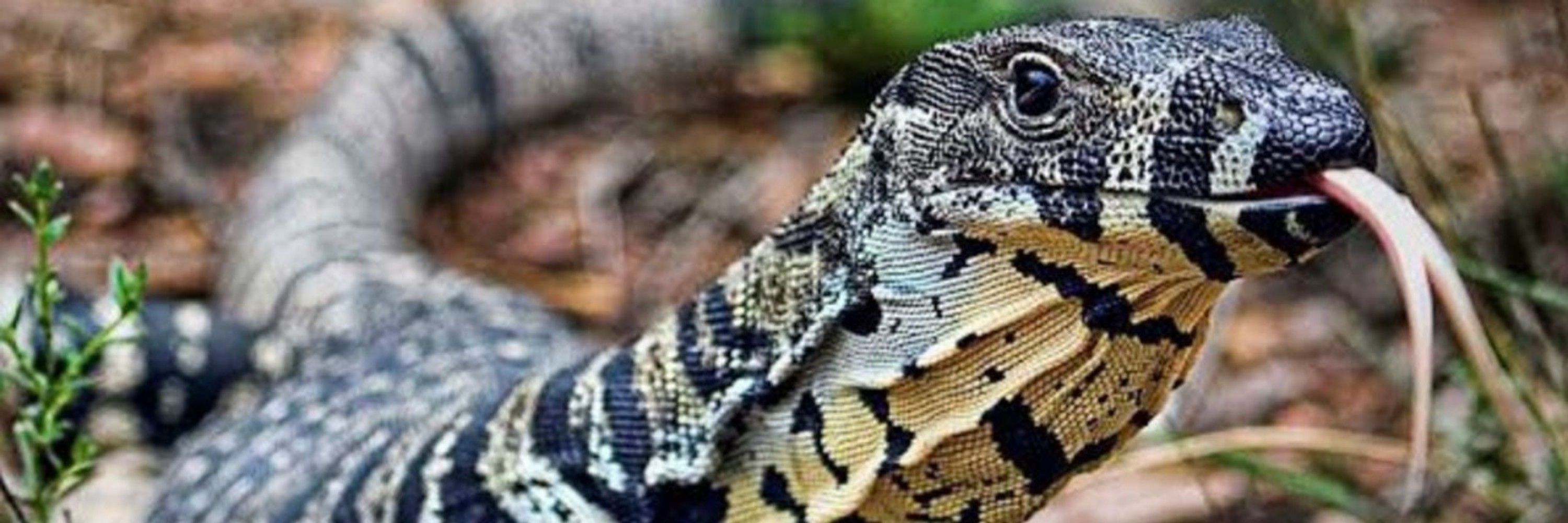 Cool animal🦎