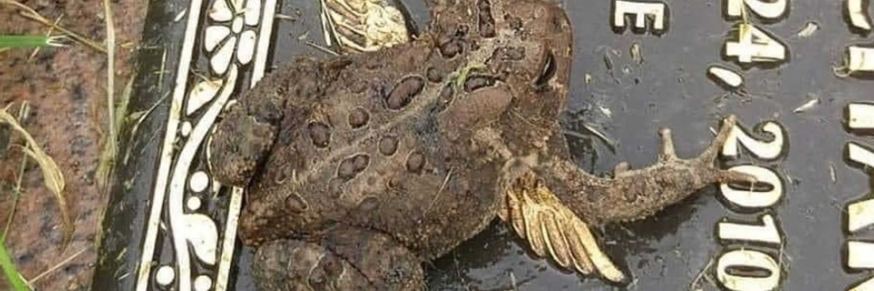 Cookie Hagendorf