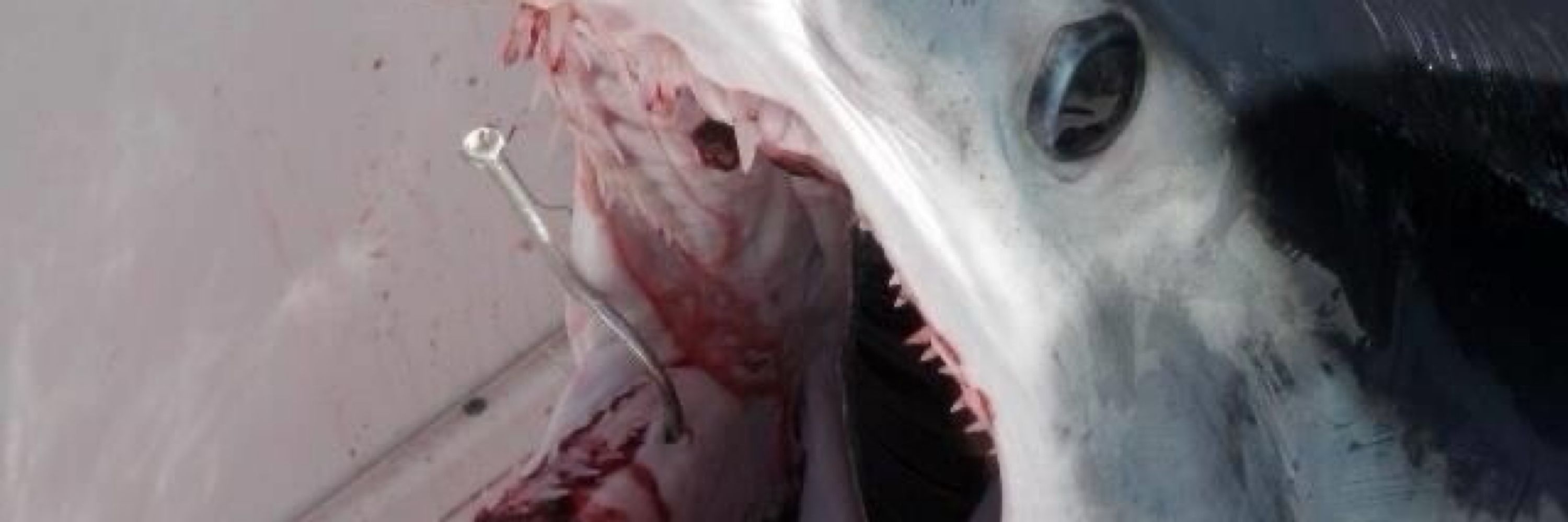 Blackfish