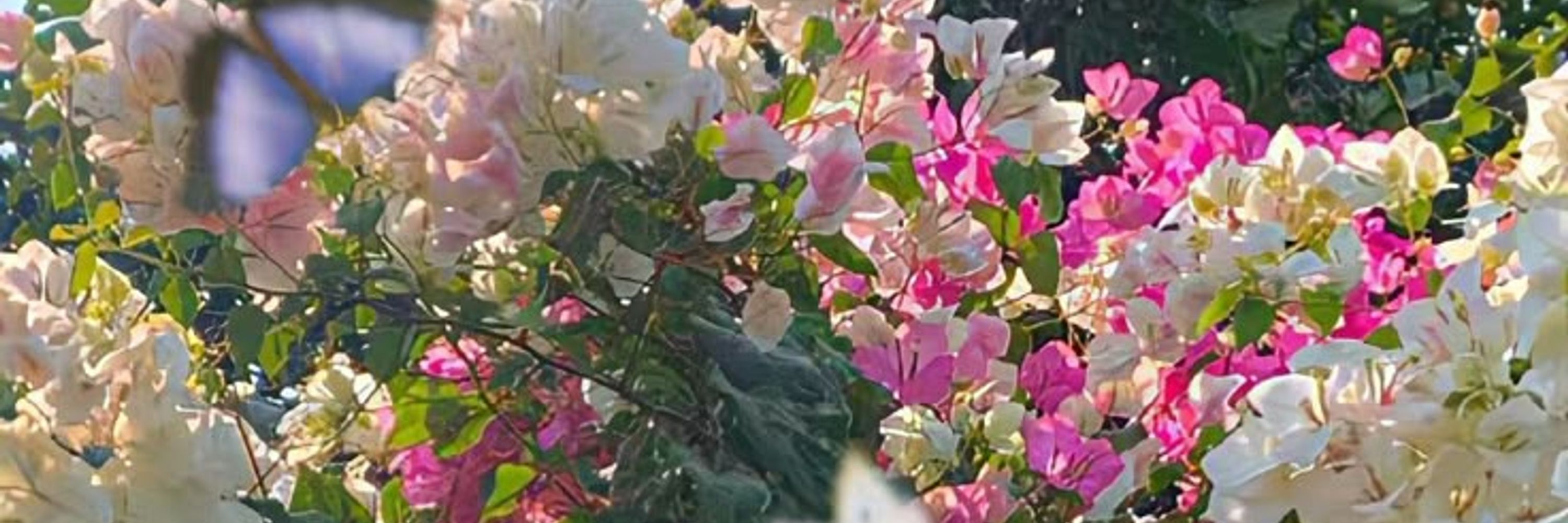   🌺 🍒 𝓪𝓵𝓲𝓼𝓪  𝓬𝓪𝓻𝓮𝓼𝓼 🍒🌺