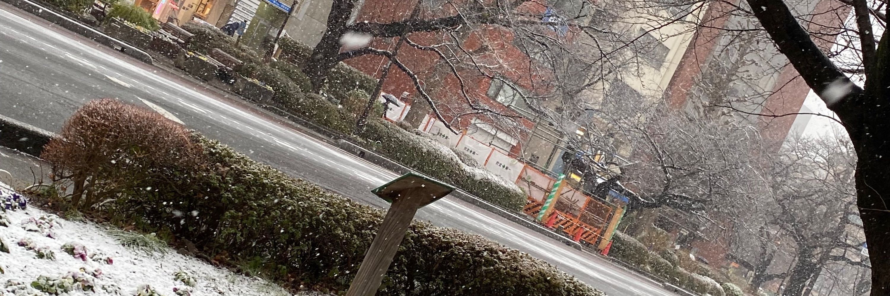 わたぬき
