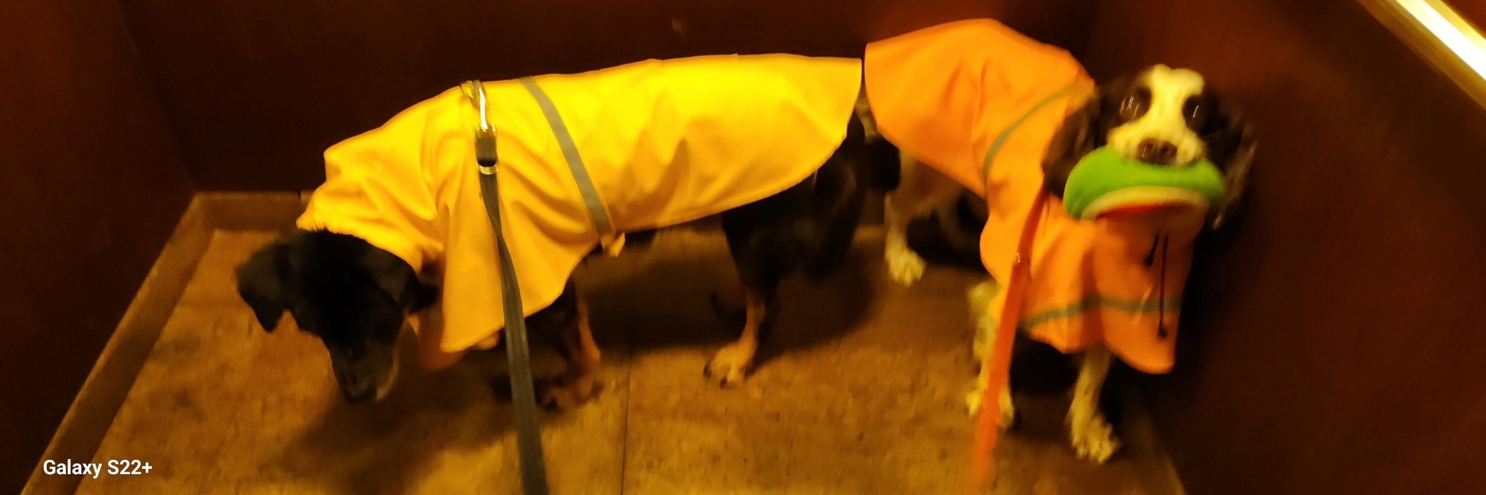 Team Two Dogs