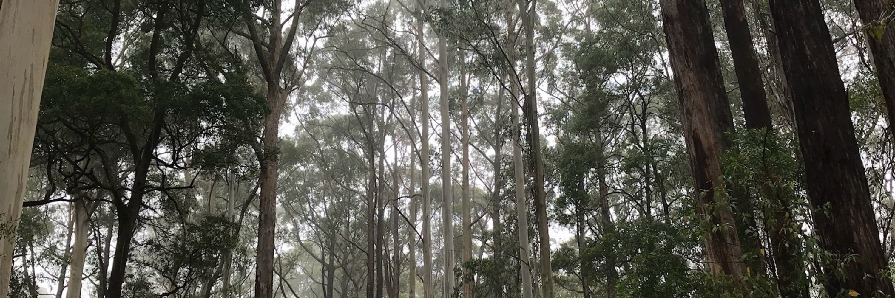 Tree Side