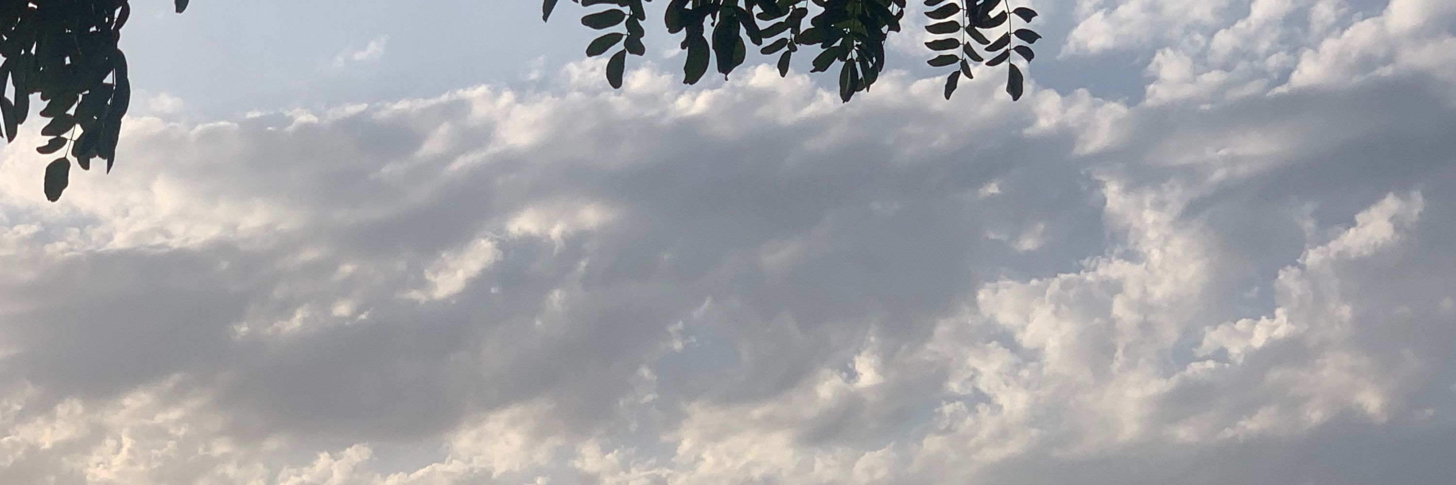گرین کت 👀