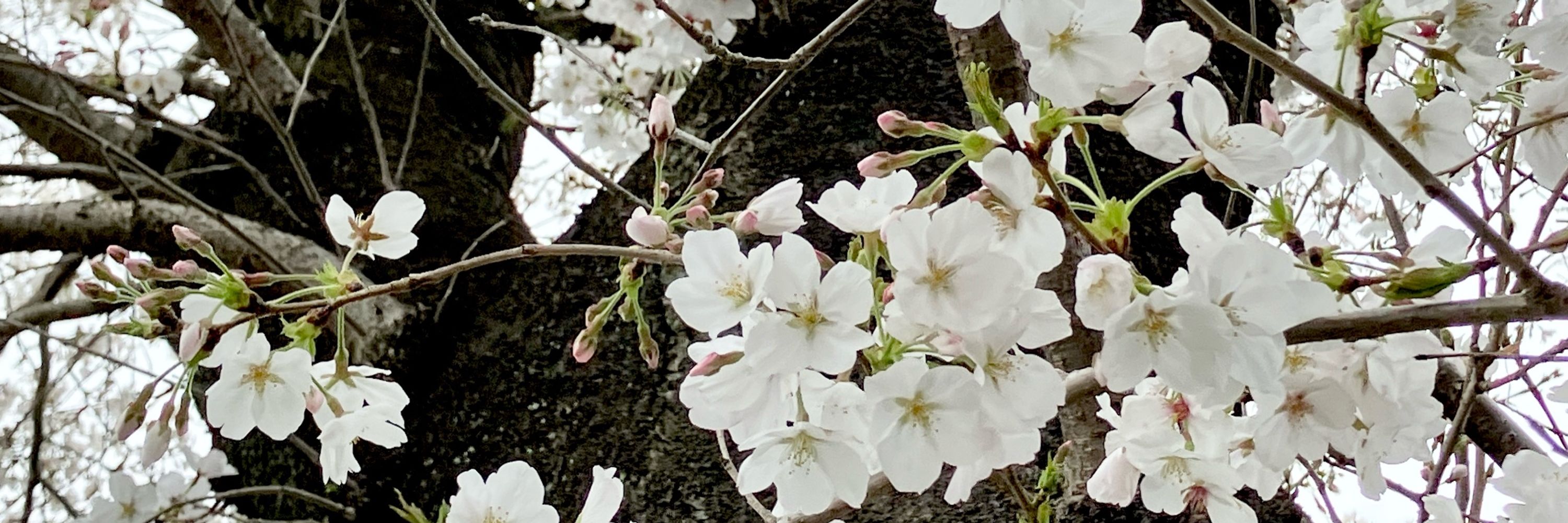 夢野