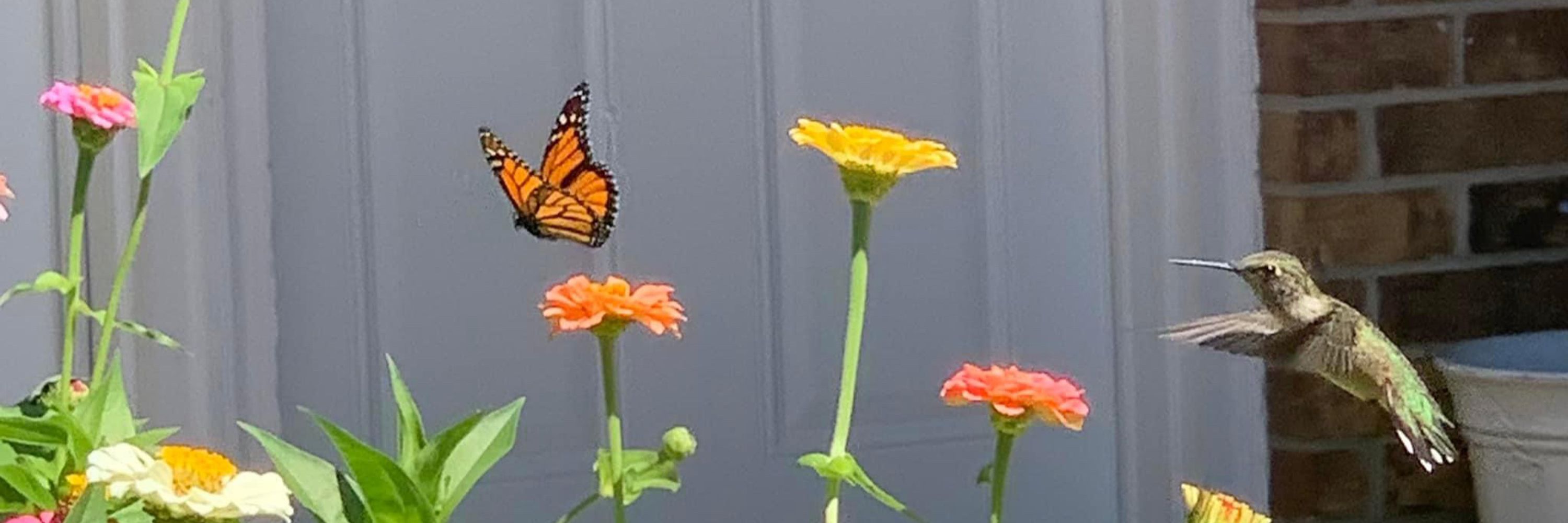 Ode to the Monarchs 💛🧡🤎
