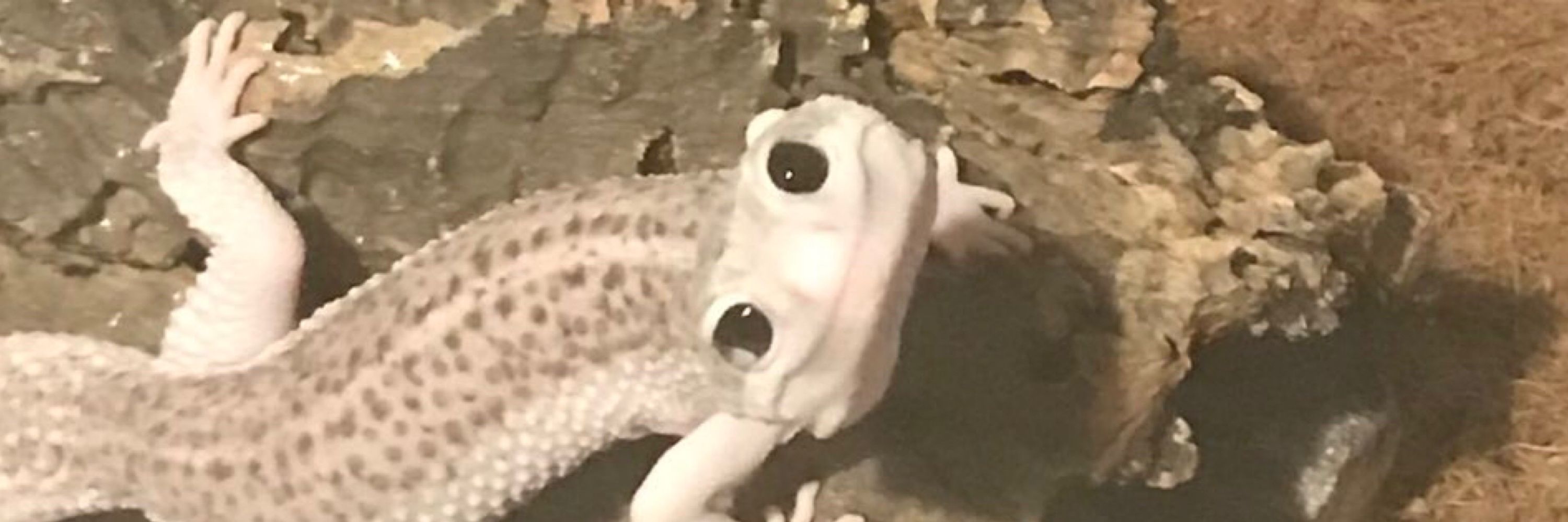 🦇Spooky Viosita🦇