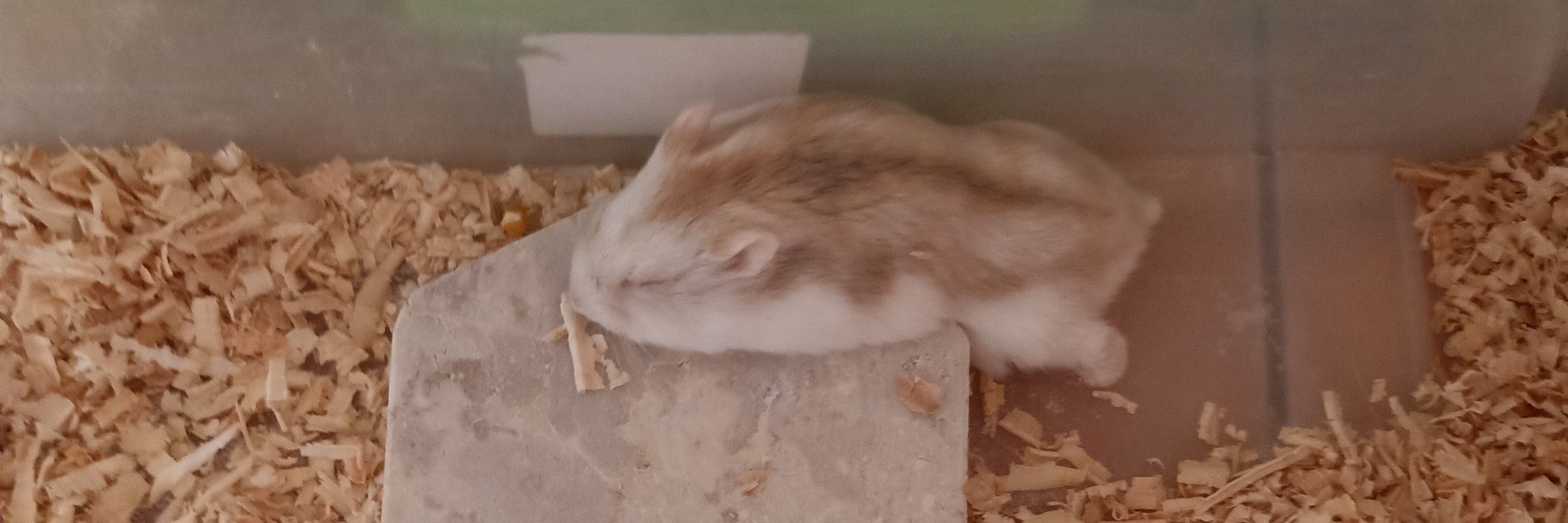 Ca