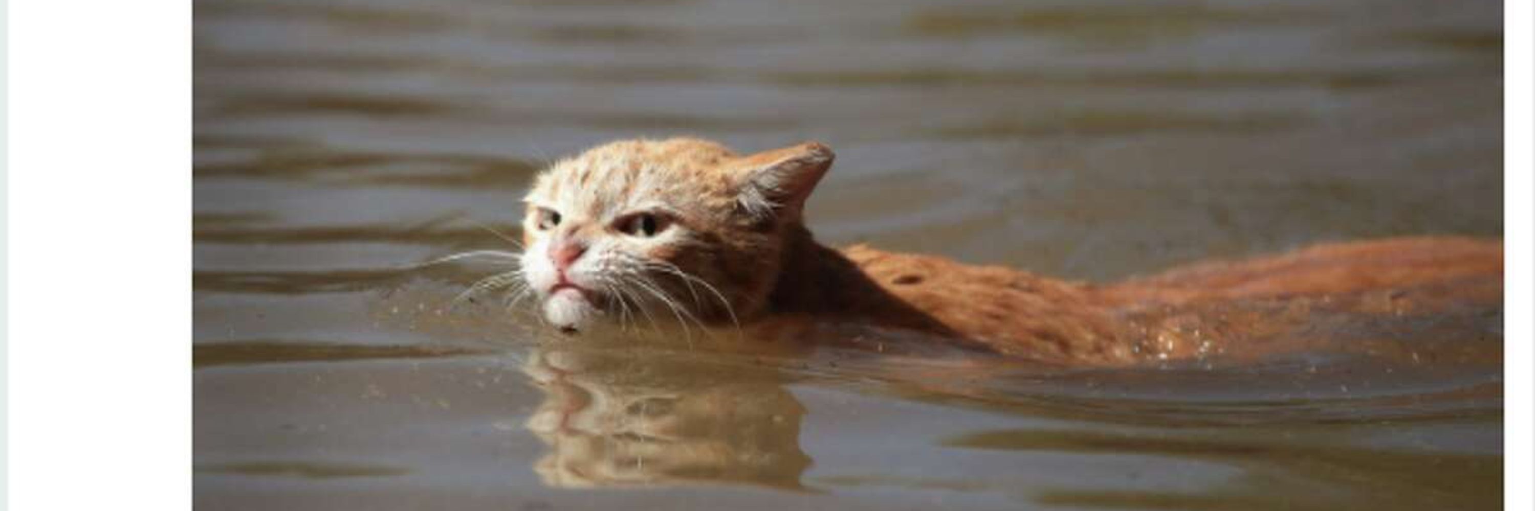 Felis