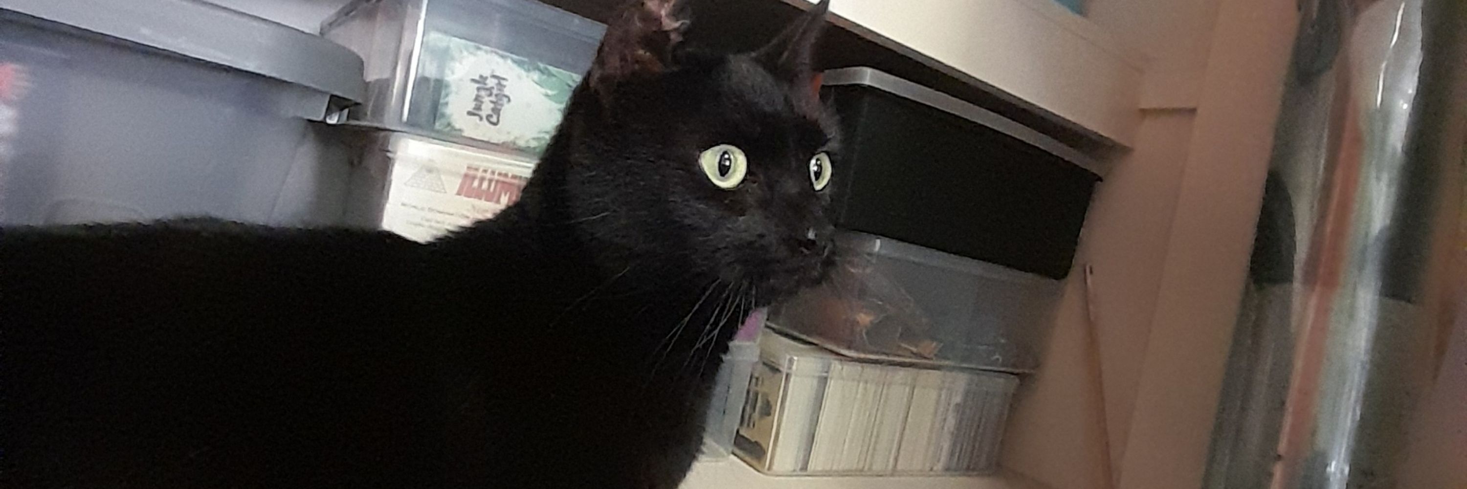Sir Arthur & Lady Mishka