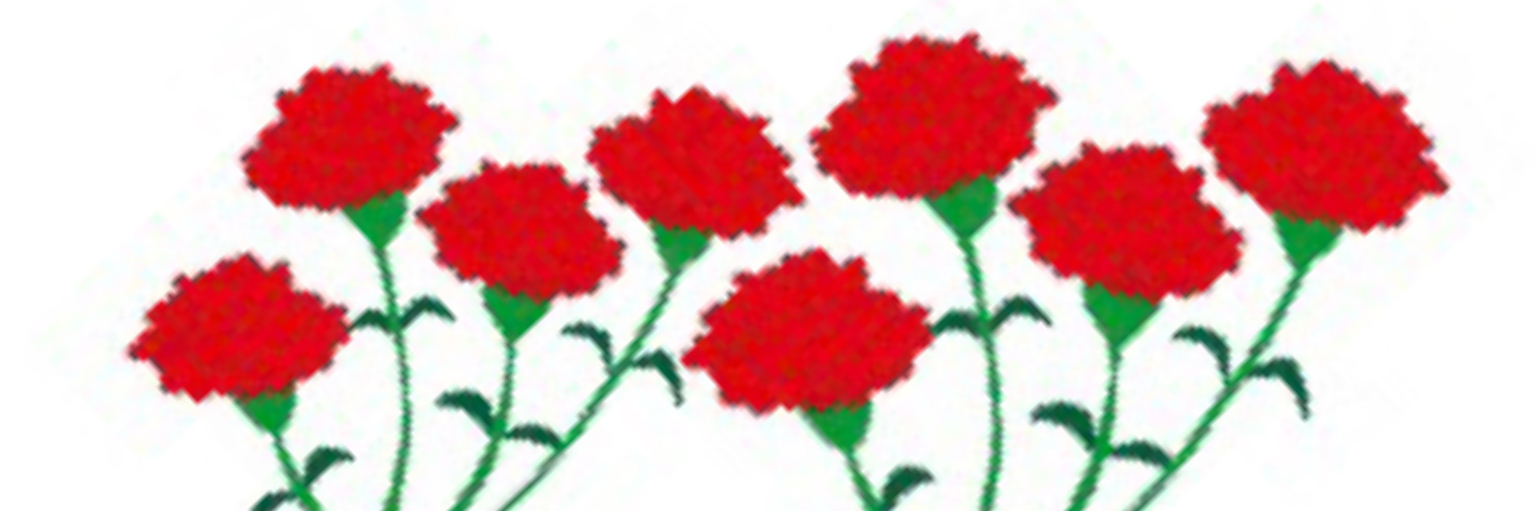 麝香撫子