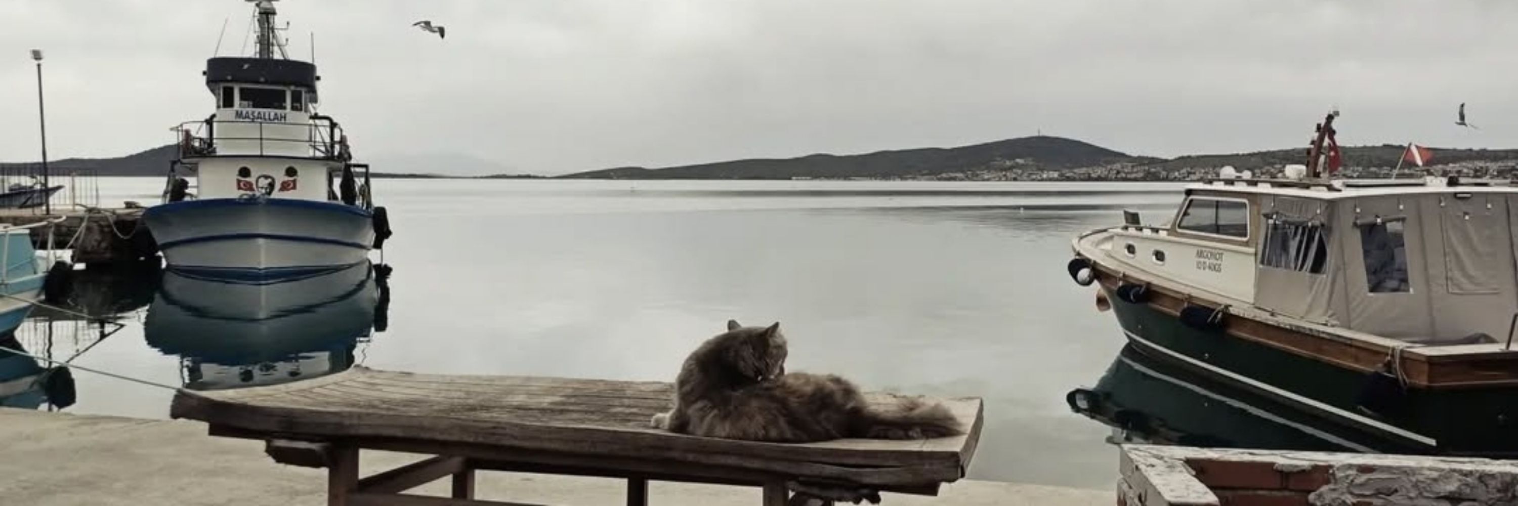 serap güler